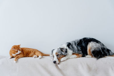 Close-up of dog sitting on white background