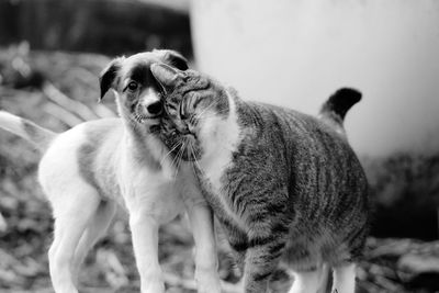 Dogs and cats love