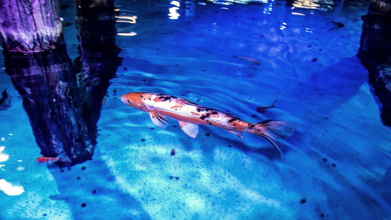 VIEW OF FISH SWIMMING IN SEA