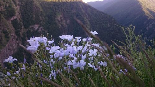 Close-up of flowers growing on mountain