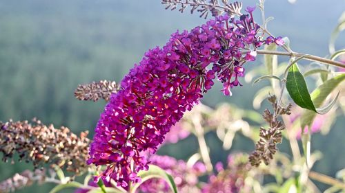 Close-up of pink flowering plant