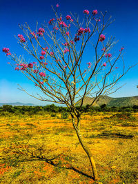 Tree on field against clear blue sky