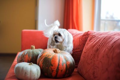 Shih tzu dog