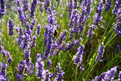 Close-up of lavender flowers blooming on field