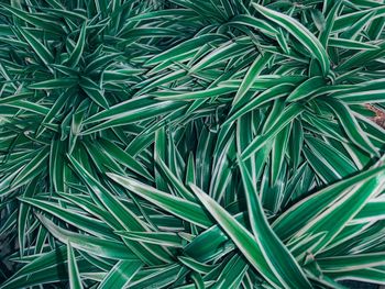 Full frame shot of plants