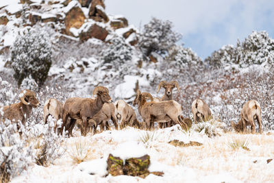 View of sheep on snow covered land