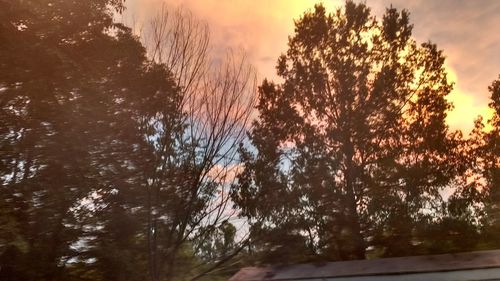 Trees against sky at sunset