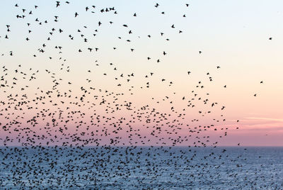 Low angle view of birds flying in sky