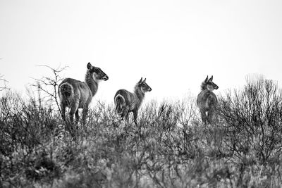 Horses in a field