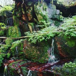 Close-up of moss growing on rock