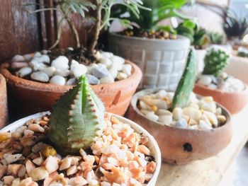 Close-up of food on table