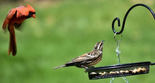 Close-up of bird perching on a feeder