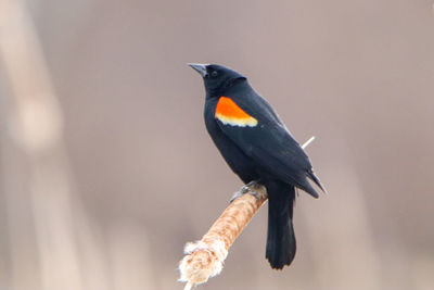 Close-up of bird perching on a tree