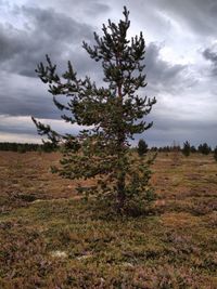 Tree on field against sky