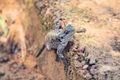 Close-up of lizard