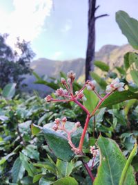 Close-up of plant