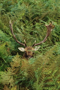 Close-up of deer