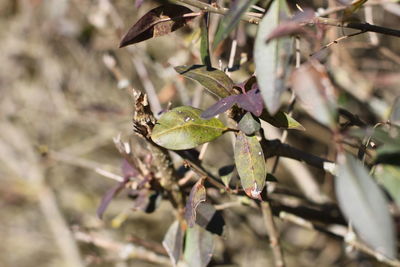 Close-up of insect on flower