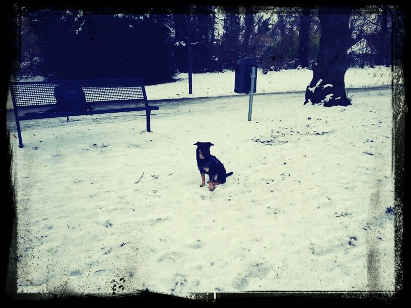 dog, domestic animals, pets, mammal, animal themes, one animal, transfer print, auto post production filter, full length, tree, walking, field, shadow, sunlight, day, nature, snow, relaxation, outdoors, sitting