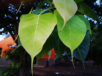 Close-up of fresh green leaves against sky