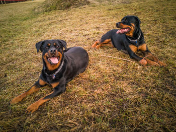 Portrait of black dog on grass