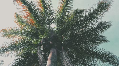 Low angle view of palm tree against sky