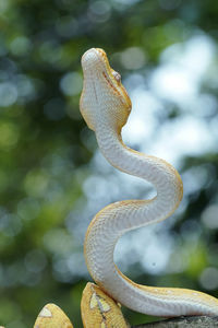 Close-up of snake on plant