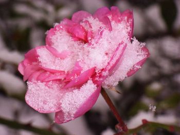 Close-up of pink rose blooming outdoors