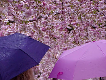 Close-up of pink cherry blossoms in rain