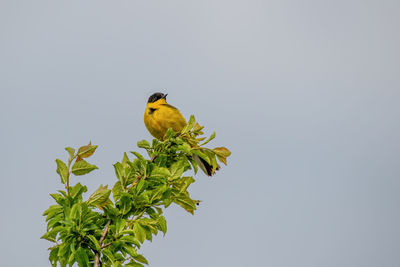 Low angle view of bird perching on plant against clear sky