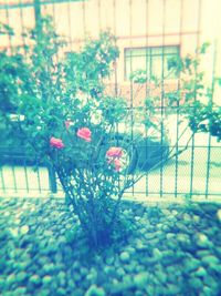 Close-up of flowers growing on plant
