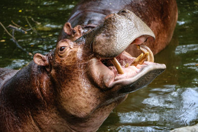 Close-up of a horse