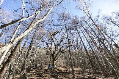 Low angle view of bare trees in forest