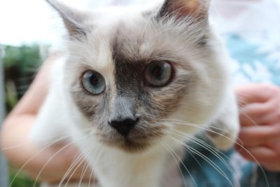 Close-up portrait of cat with hand