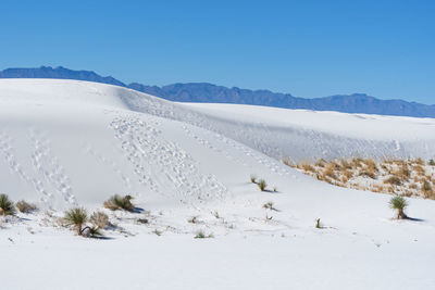 Landscape of dunes and a few plants at white sands national park in new mexico