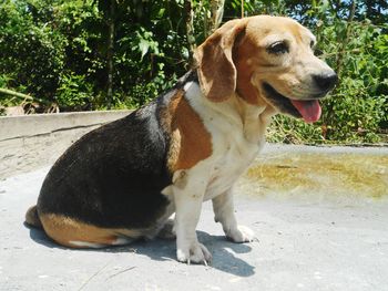 Close-up of dog sitting on footpath