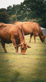 Horse grazing on field