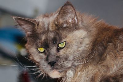 Close-up portrait of a cat