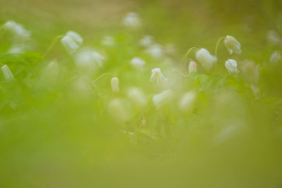 A beautiful white wood anemone growing in the spring forest.