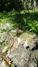 Close-up of tree stump in forest