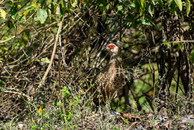 Bird perching on a field