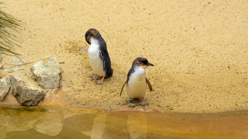 High angle view of birds on rock