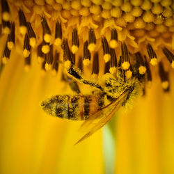 Close-up of yellow flowering plant