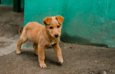 Portrait of dog standing outdoors