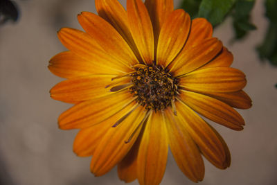 Close-up of orange flower