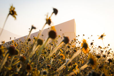 Close-up of flowering plants on field against clear sky