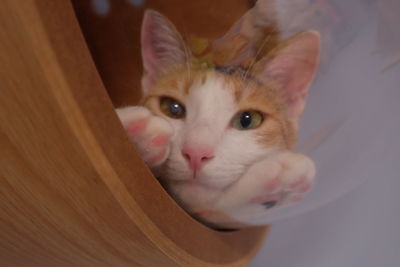 Close-up portrait of cat at home