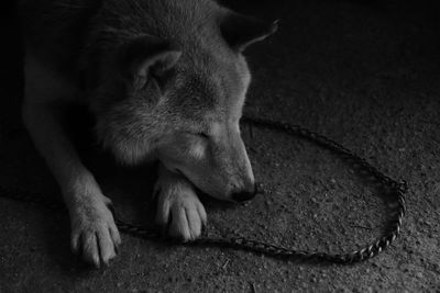 High angle view of shiba inu sleeping at night