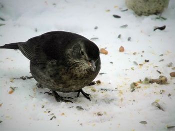 Close-up of bird on snow