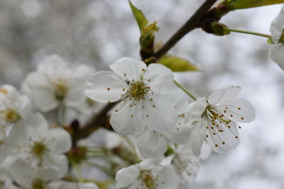 Close-up of white cherry blossoms in spring